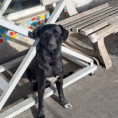 Trixi